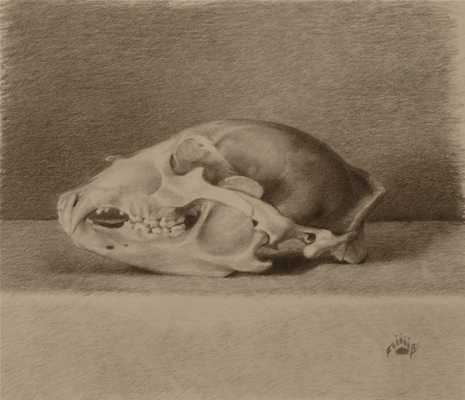 Bears Skull