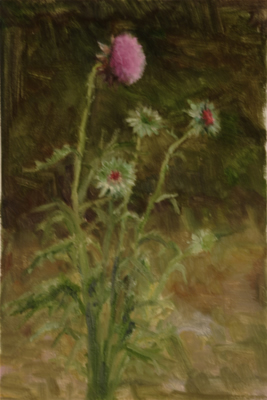 thistle_study