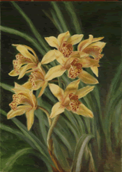 cymbidium7