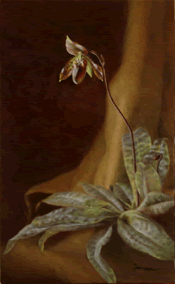 Paph_ward_ii